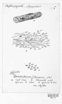 Sporotrichum fuscum image